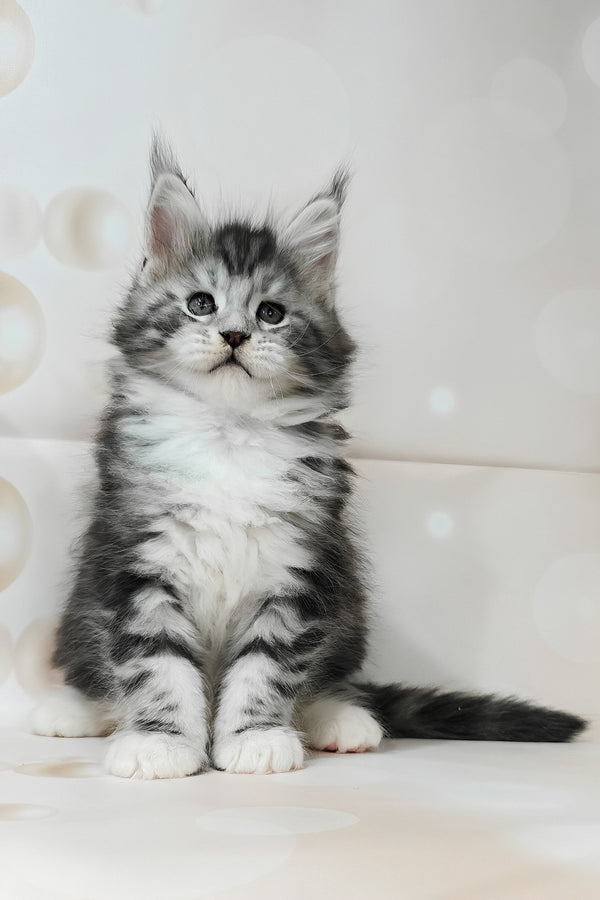 Timothy | Maine Coon Kitten