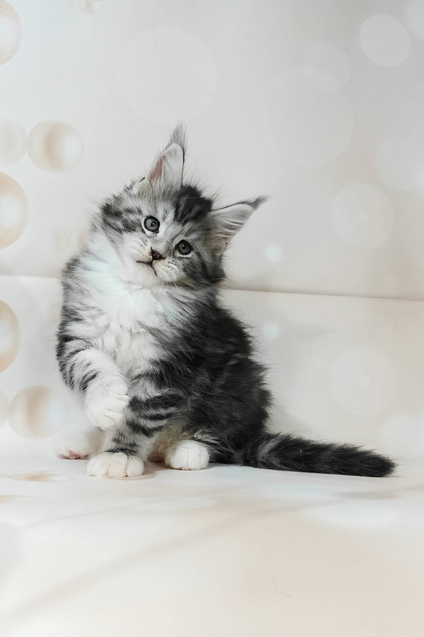 Timothy | Maine Coon Kitten