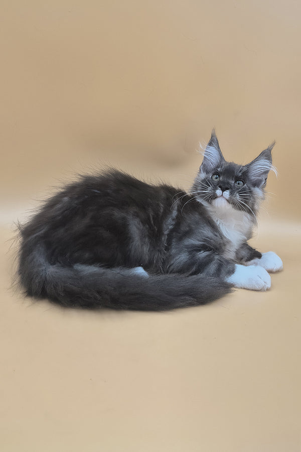Tristan | Maine Coon Kitten