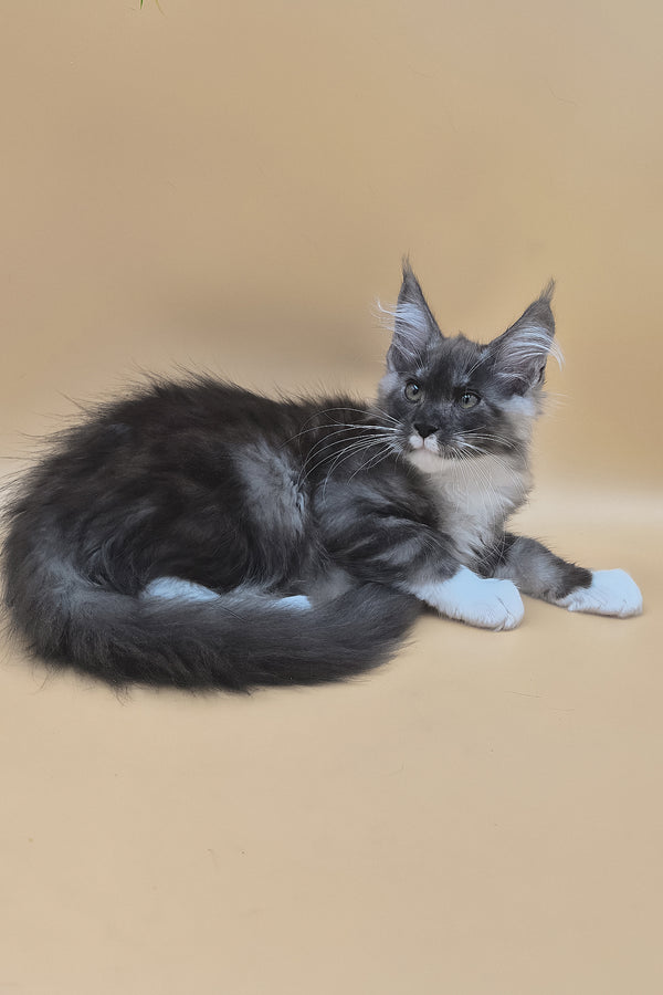 Tristan | Maine Coon Kitten