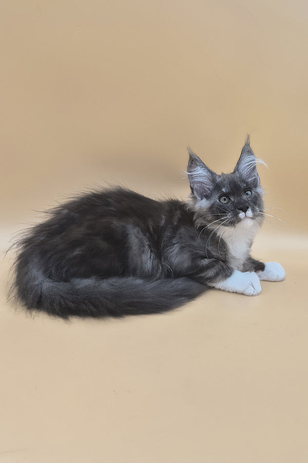 Tristan | Maine Coon Kitten