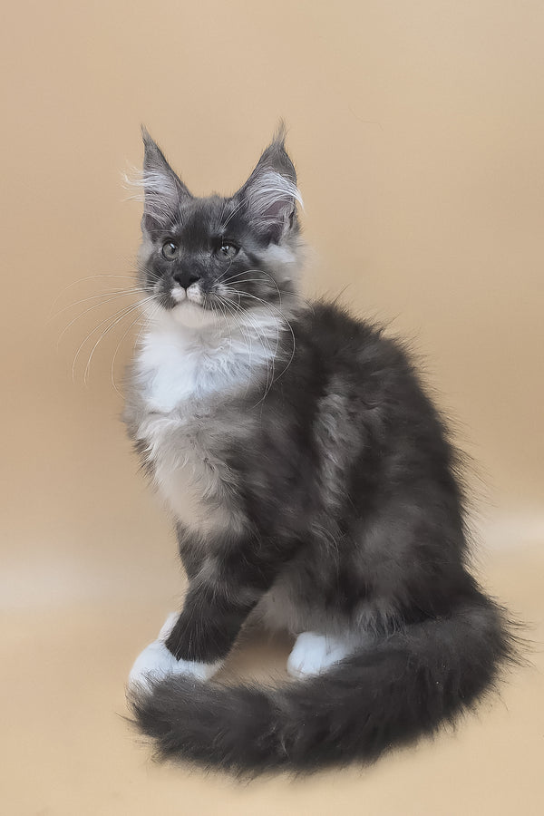 Tristan | Maine Coon Kitten