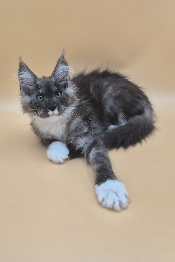 Tristan | Maine Coon Kitten