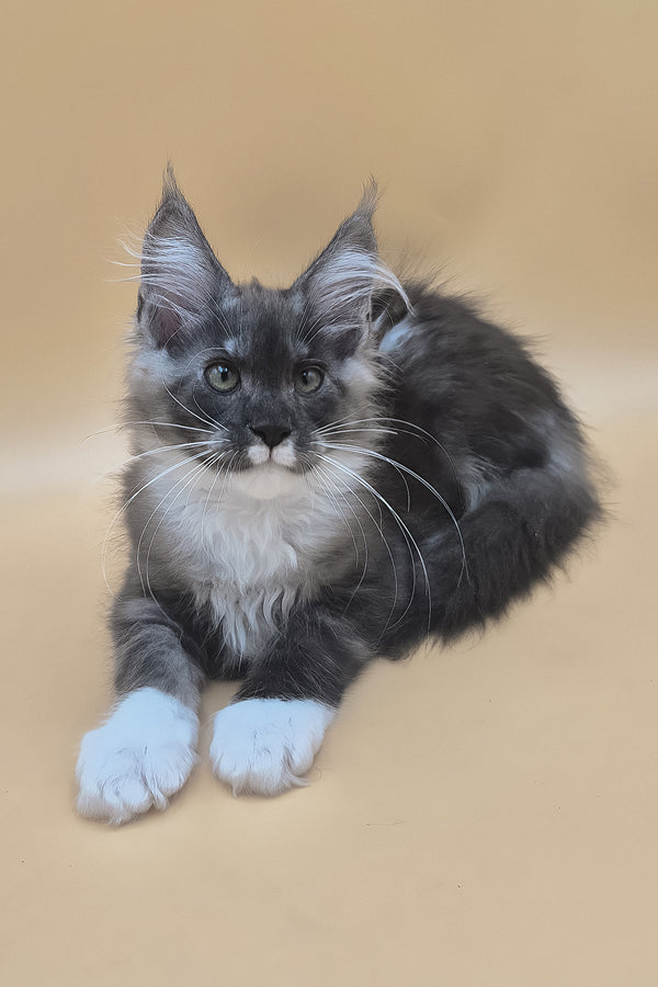 Tristan | Maine Coon Kitten