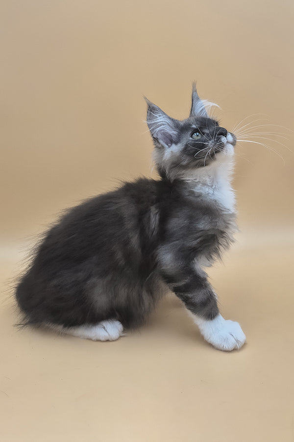 Tristan | Maine Coon Kitten