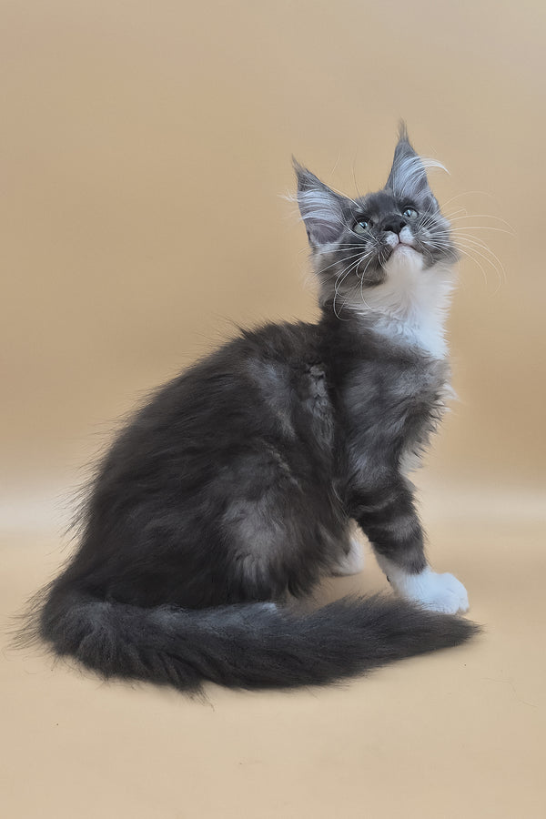 Tristan | Maine Coon Kitten