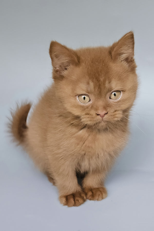 Trixi | British Shorthair Kitten