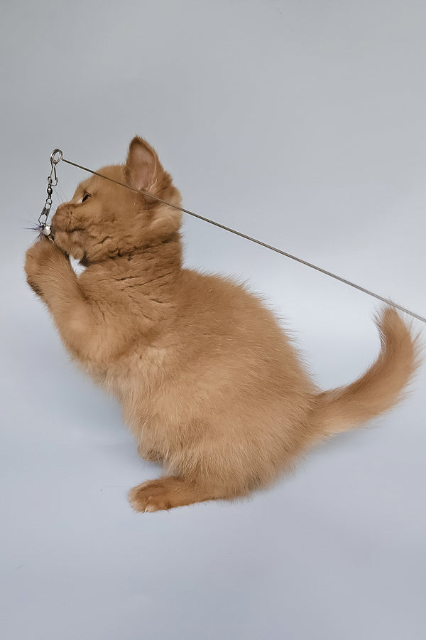 Trixi | British Shorthair Kitten