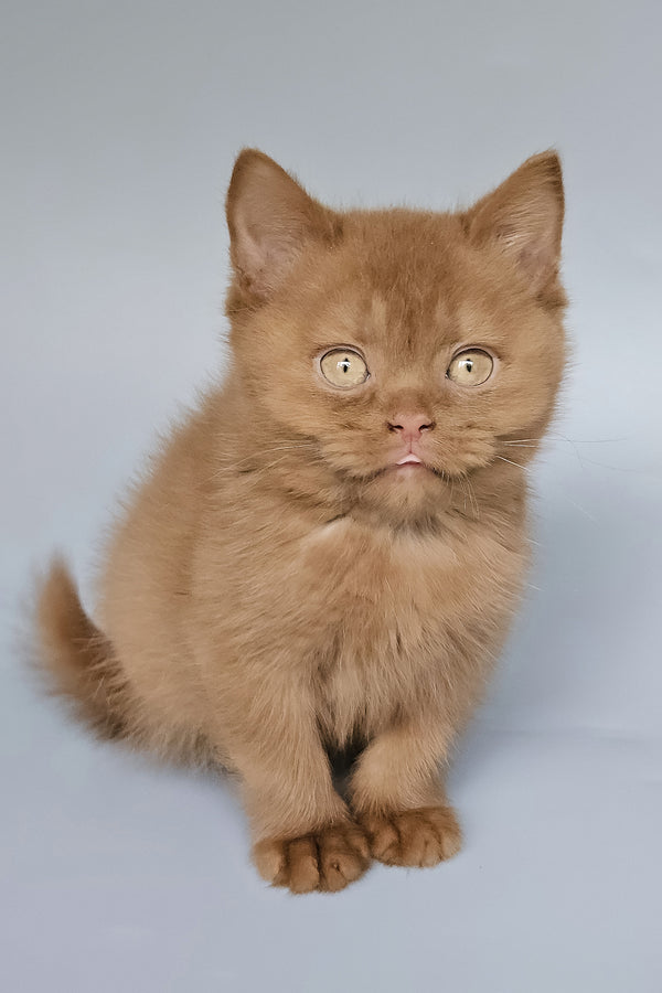 Trixi | British Shorthair Kitten