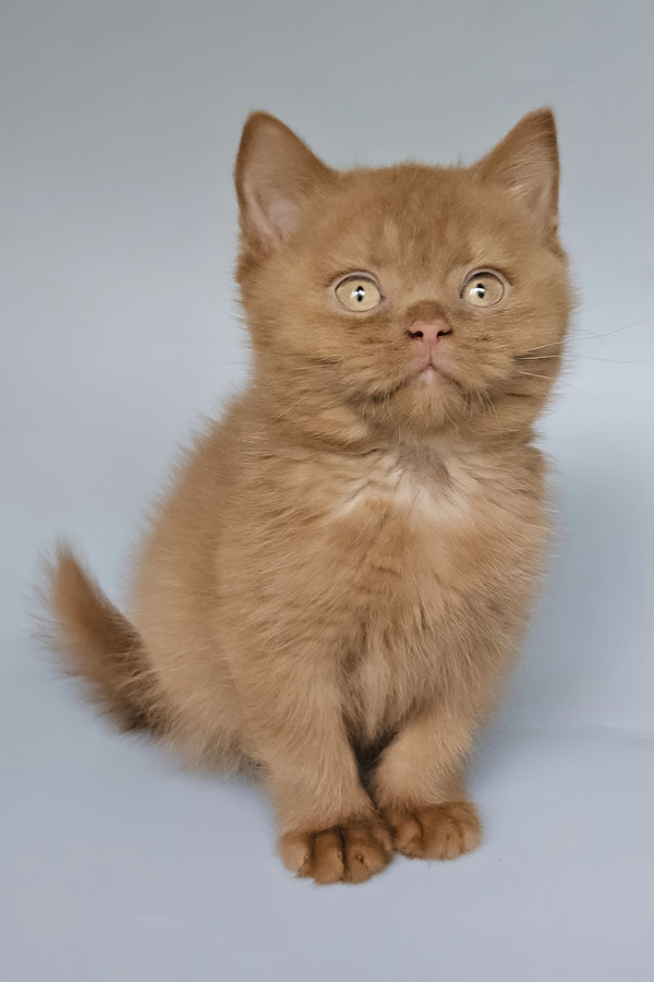 Trixi | British Shorthair Kitten