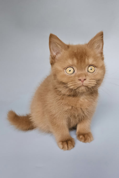 Trixi | British Shorthair Kitten