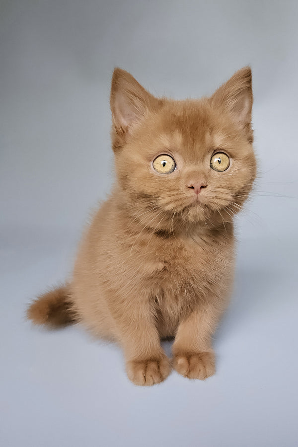 Trixi | British Shorthair Kitten