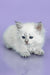 Trixie | Siberian Kitten