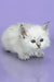 Trixie | Siberian Kitten