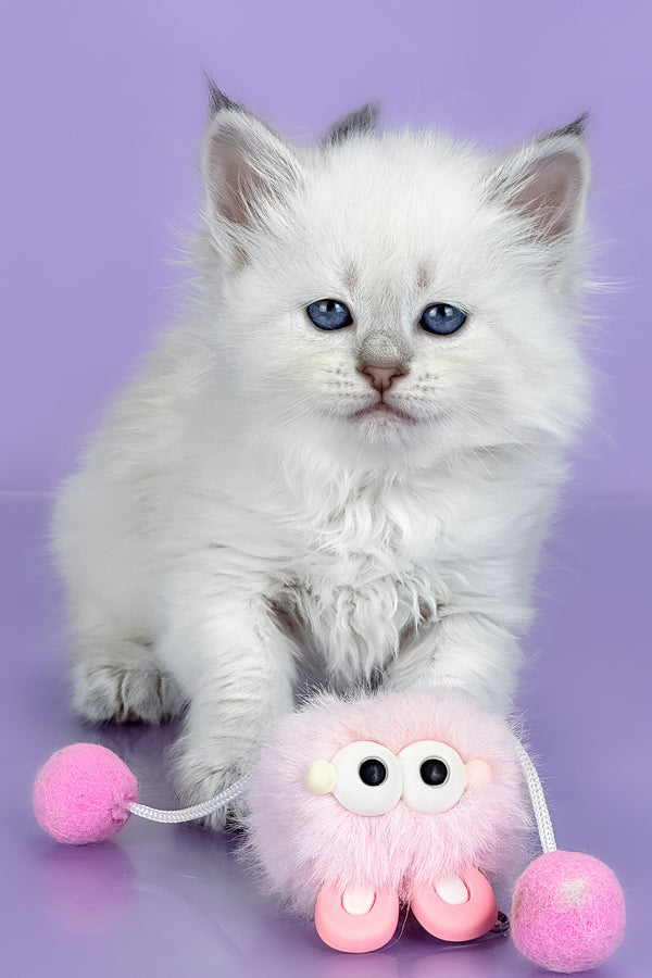 Trixie | Siberian Kitten