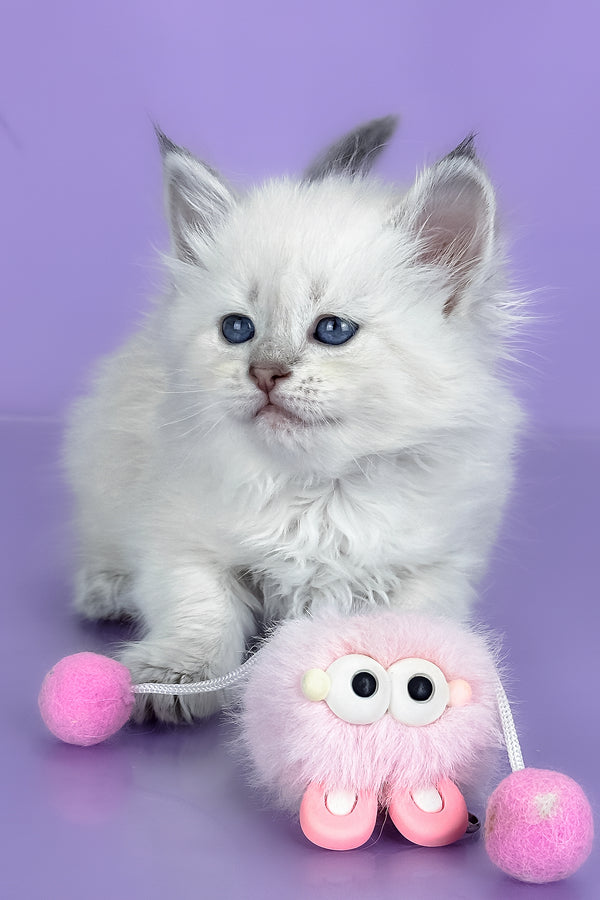 Trixie | Siberian Kitten