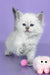 Trixie | Siberian Kitten