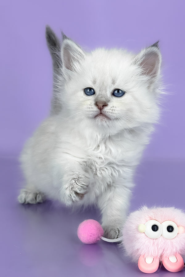 Trixie | Siberian Kitten