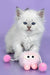 Trixie | Siberian Kitten