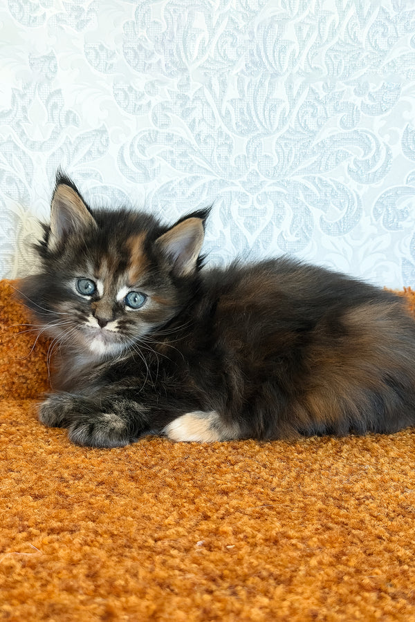 Tsunami | Maine Coon Kitten