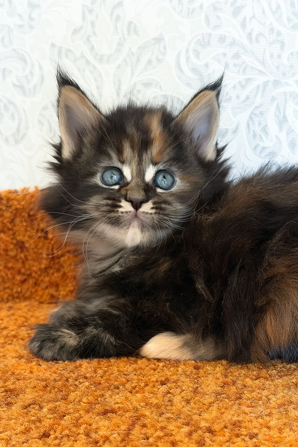 Tsunami | Maine Coon Kitten