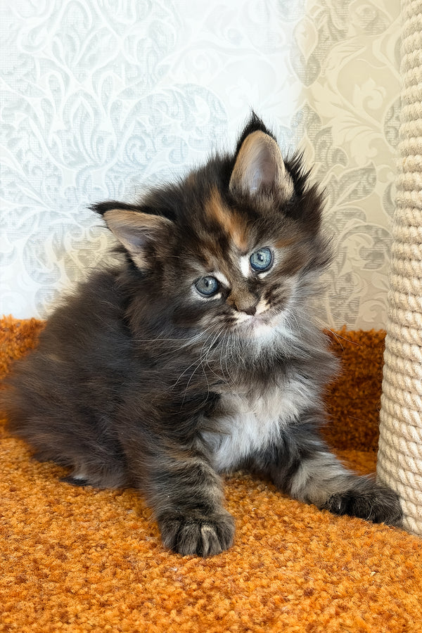 Tsunami | Maine Coon Kitten