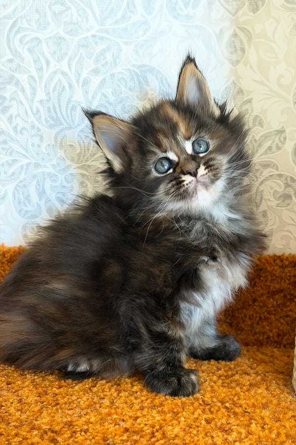 Tsunami | Maine Coon Kitten