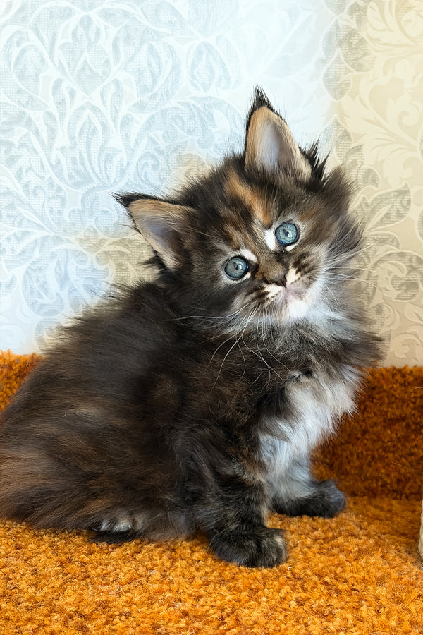 Tsunami | Maine Coon Kitten