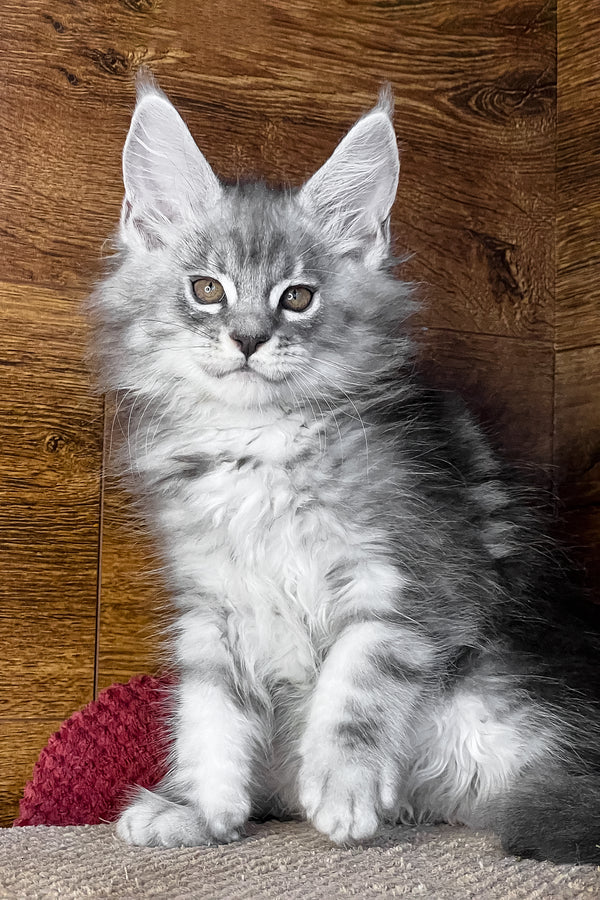Tyson | Maine Coon Kitten