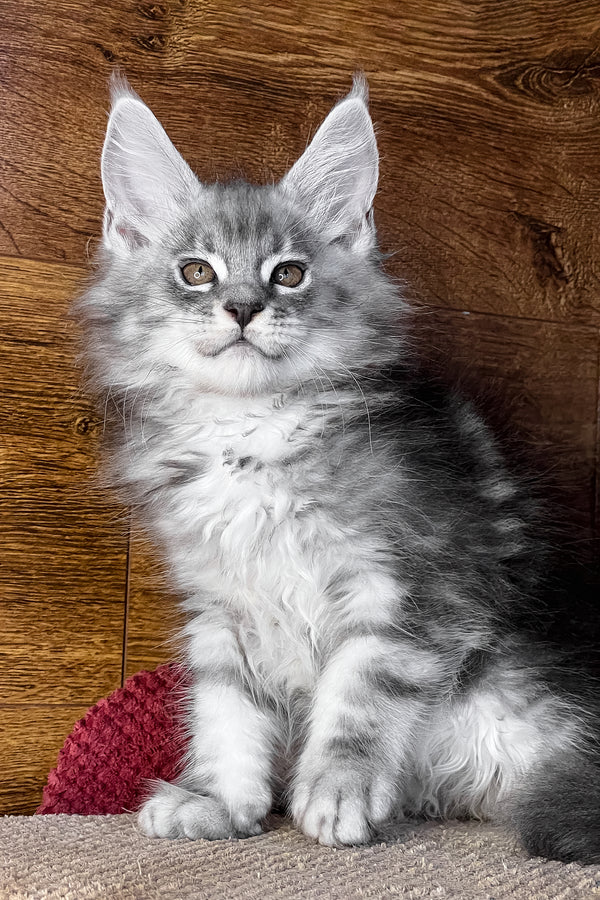 Tyson | Maine Coon Kitten