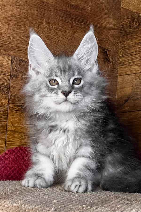 Tyson | Maine Coon Kitten