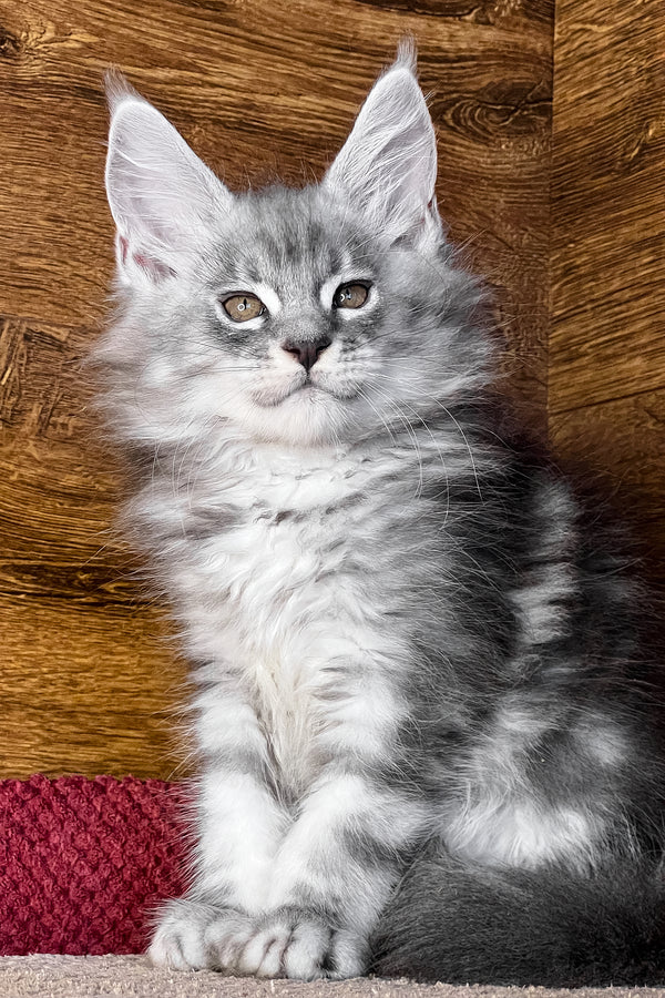 Tyson | Maine Coon Kitten