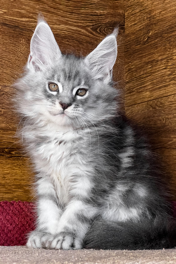 Tyson | Maine Coon Kitten
