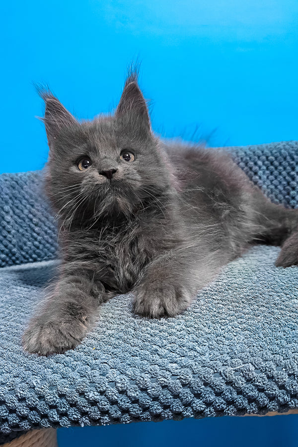 Uganda | Maine Coon Kitten
