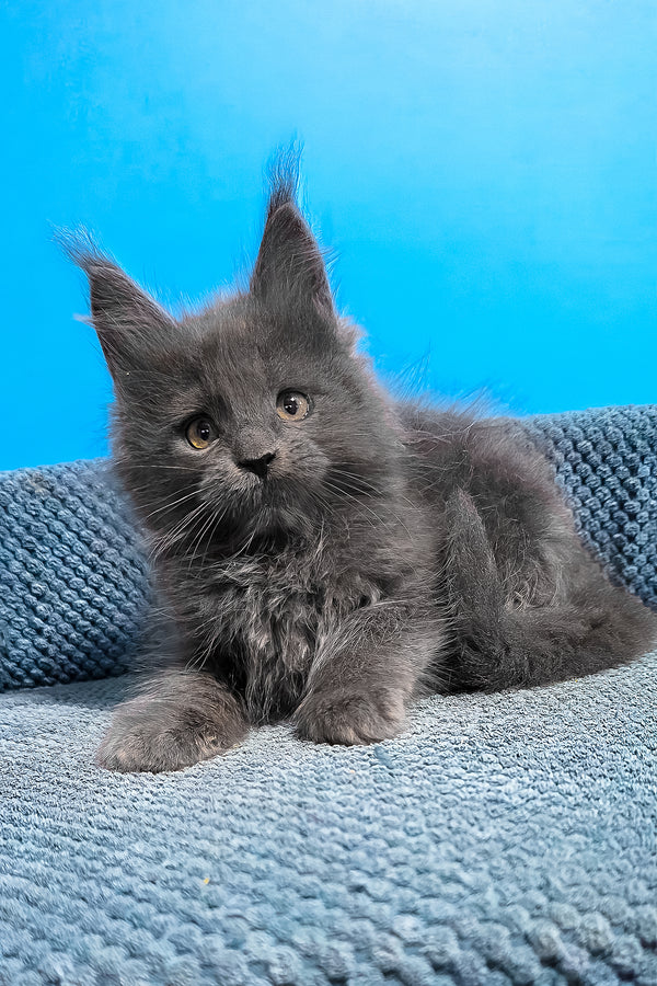 Uganda | Maine Coon Kitten