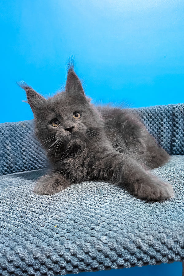 Uganda | Maine Coon Kitten