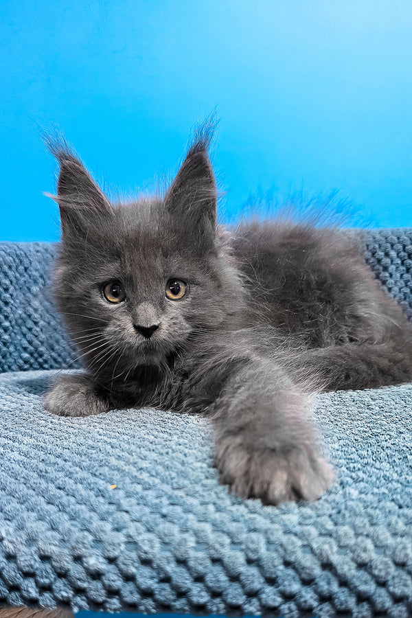 Uganda | Maine Coon Kitten