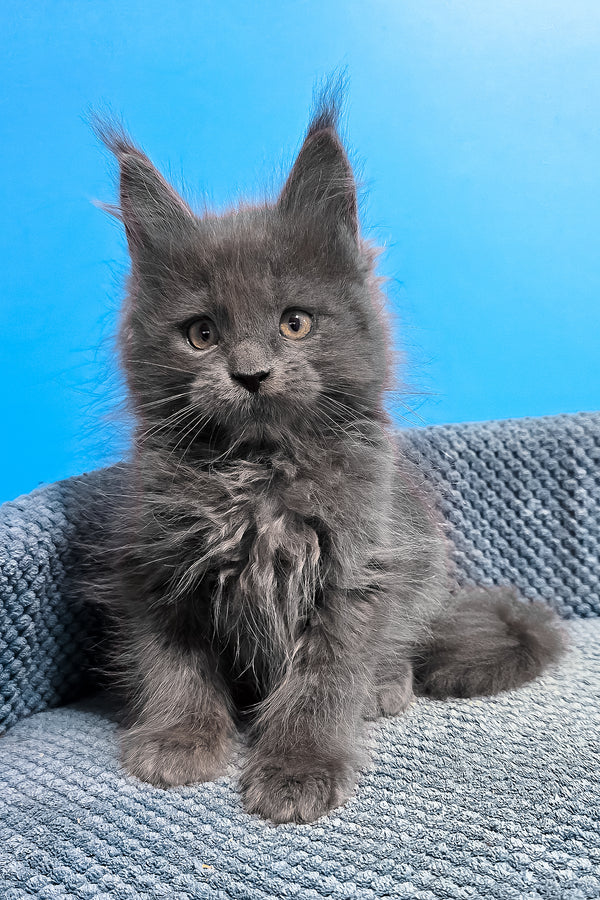Uganda | Maine Coon Kitten