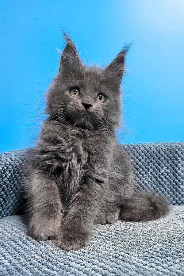 Uganda | Maine Coon Kitten