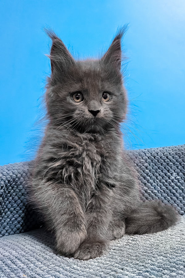 Uganda | Maine Coon Kitten