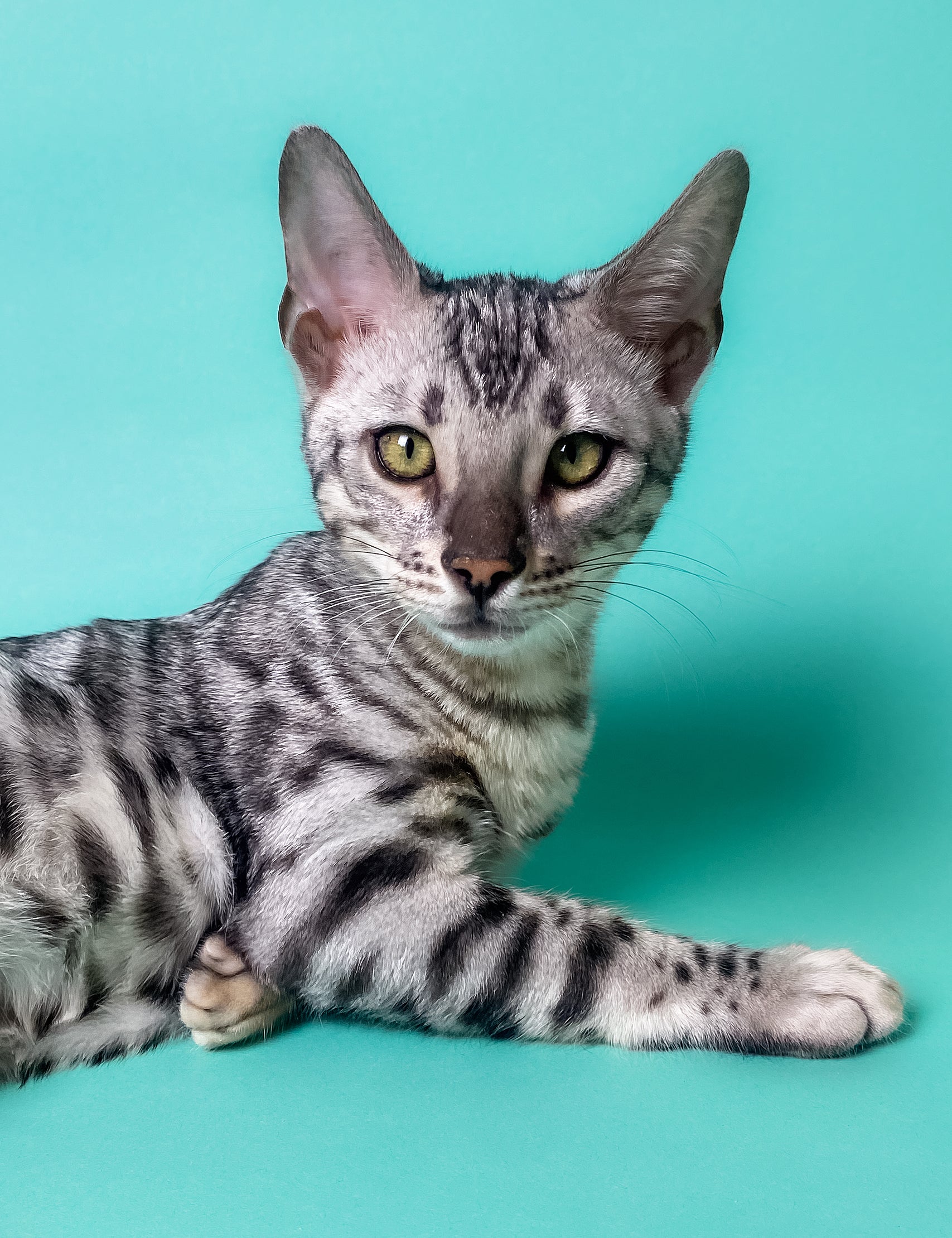Cat Rescue Bengal Cat Kittens For Sale Near Me Pet Adoption