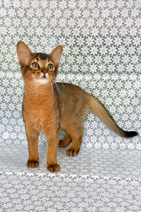Ukrop | Somali Kitten