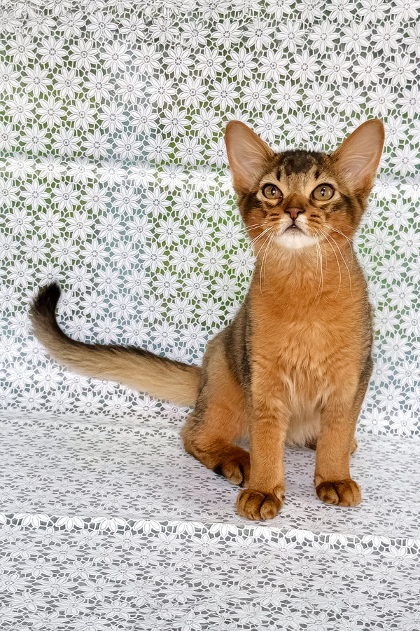 Ukrop | Somali Kitten