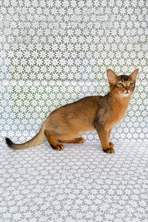 Ukrop | Somali Kitten