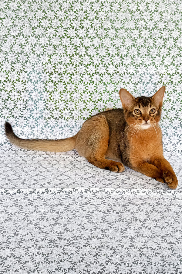 Ukrop | Somali Kitten