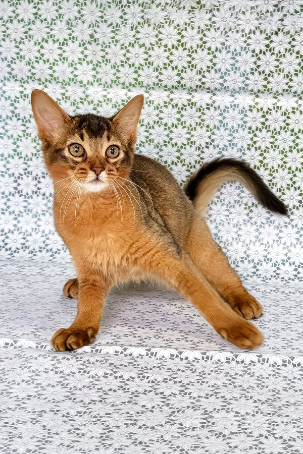 Ukrop | Somali Kitten