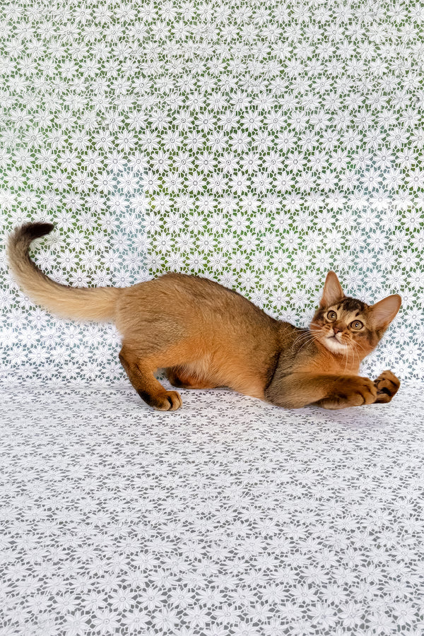 Ukrop | Somali Kitten