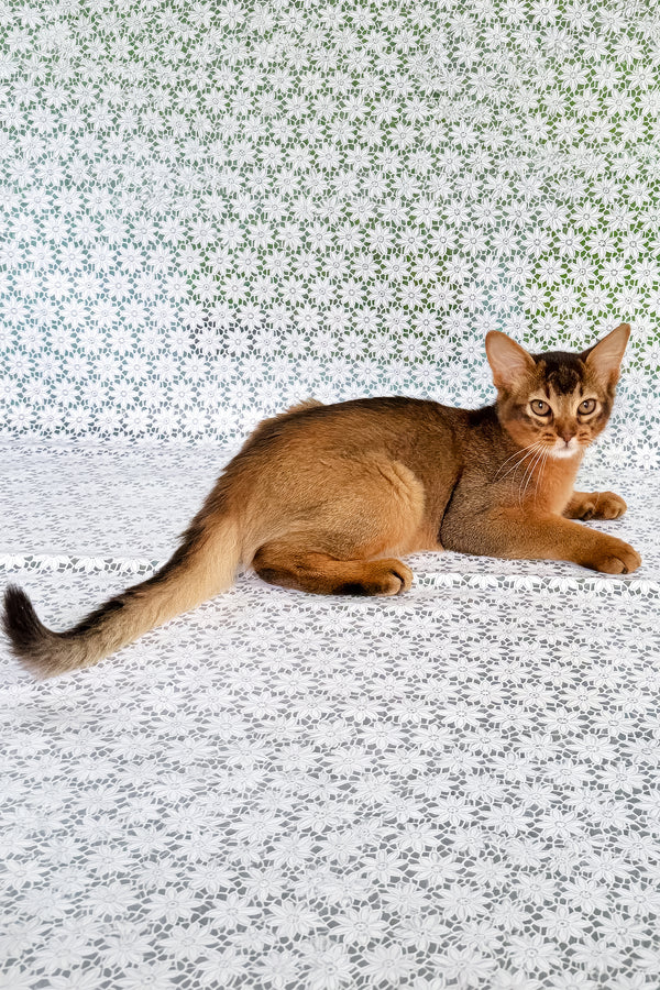 Ukrop | Somali Kitten