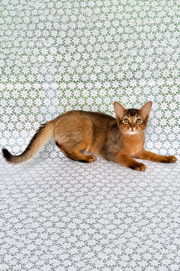 Ukrop | Somali Kitten