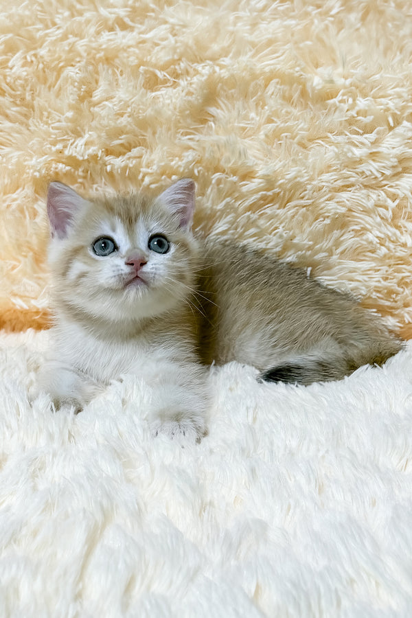 Ulana | British Shorthair Kitten